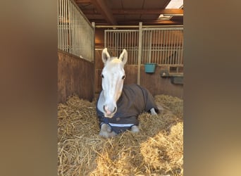 Hannoveraner, Stute, 16 Jahre, 169 cm, Schimmel