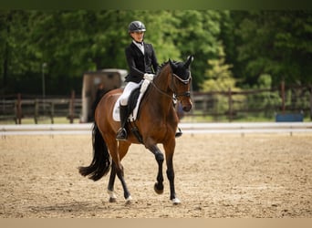 Hannoveraner, Stute, 16 Jahre, 170 cm, Brauner