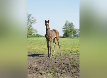 Hannoveraner, Stute, 16 Jahre, 170 cm, Brauner