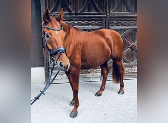 Hannoveraner, Stute, 16 Jahre, 170 cm, Fuchs