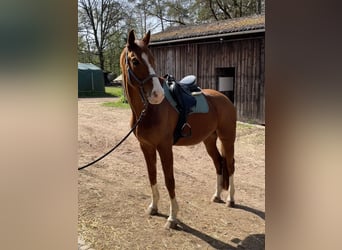 Hannoveraner, Stute, 16 Jahre, 170 cm, Fuchs