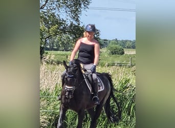 Hannoveraner, Stute, 16 Jahre, 170 cm, Rappe
