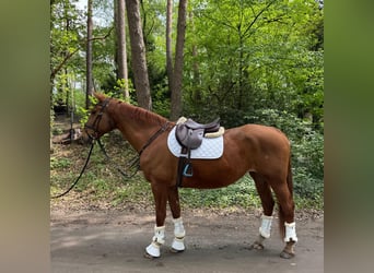 Hannoveraner, Stute, 16 Jahre, 171 cm, Fuchs