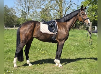 Hannoveraner, Stute, 16 Jahre, 172 cm, Dunkelbrauner