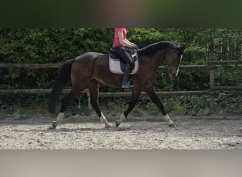 Hannoveraner, Stute, 16 Jahre, 172 cm, Dunkelbrauner