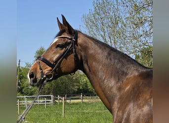 Hannoveraner, Stute, 16 Jahre, 172 cm, Dunkelbrauner