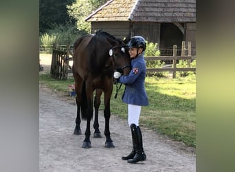 Hannoveraner, Stute, 16 Jahre, 172 cm, Dunkelbrauner