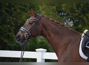 Hannoveraner, Stute, 16 Jahre, 172 cm, Dunkelfuchs