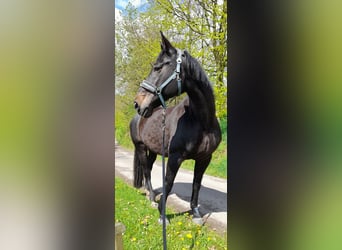 Hannoveraner, Stute, 16 Jahre, 176 cm, Dunkelbrauner