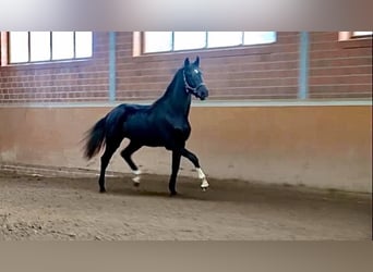 Hannoveraner, Stute, 16 Jahre, Rappe