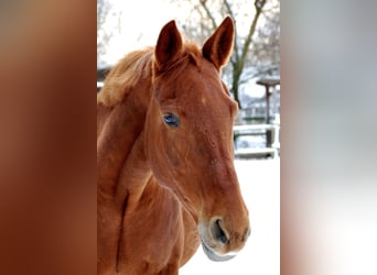 Hannoveraner, Stute, 17 Jahre, 158 cm, Fuchs