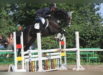 Hannoveraner, Stute, 17 Jahre, 163 cm, Rappe
