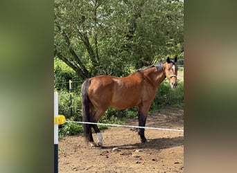 Hannoveraner, Stute, 17 Jahre, 164 cm, Fuchs