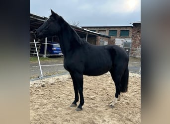 Hannoveraner, Stute, 17 Jahre, 164 cm, Rappe