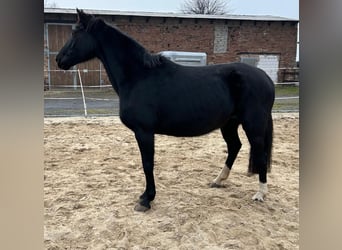 Hannoveraner, Stute, 17 Jahre, 164 cm, Rappe