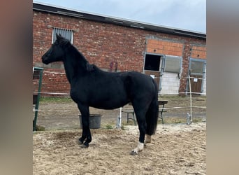 Hannoveraner, Stute, 17 Jahre, 164 cm, Rappe