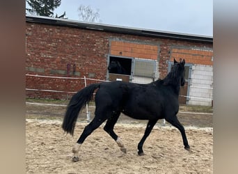 Hannoveraner, Stute, 17 Jahre, 164 cm, Rappe