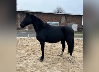 Hannoveraner, Stute, 17 Jahre, 164 cm, Rappe
