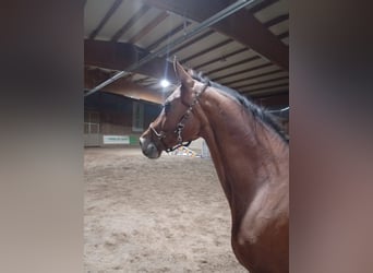 Hannoveraner, Stute, 17 Jahre, 165 cm, Dunkelbrauner