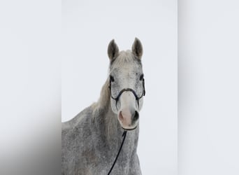 Hannoveraner, Stute, 17 Jahre, 165 cm, Fliegenschimmel