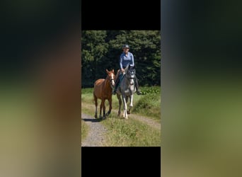 Hannoveraner, Stute, 17 Jahre, 165 cm, Fliegenschimmel