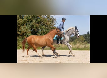 Hannoveraner, Stute, 17 Jahre, 165 cm, Fliegenschimmel