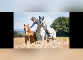 Hannoveraner, Stute, 17 Jahre, 165 cm, Fliegenschimmel