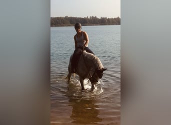 Hannoveraner, Stute, 17 Jahre, 165 cm, Fliegenschimmel