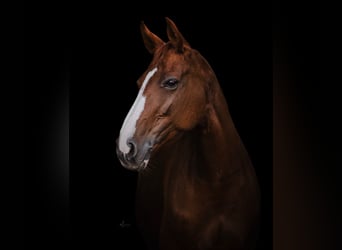 Hannoveraner, Stute, 17 Jahre, 165 cm, Fuchs