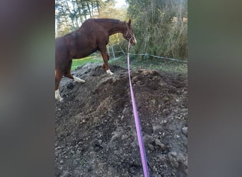 Hannoveraner, Stute, 17 Jahre, 165 cm, Fuchs