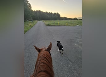 Hannoveraner, Stute, 17 Jahre, 165 cm, Fuchs