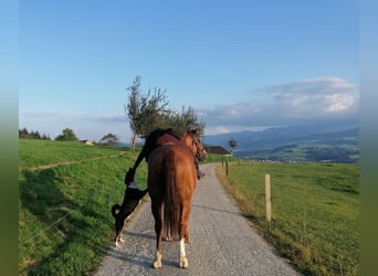 Hannoveraner, Stute, 17 Jahre, 165 cm, Fuchs