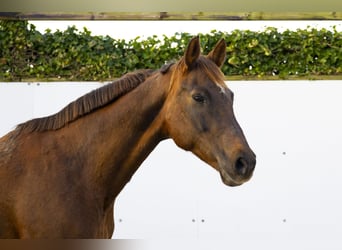 Hannoveraner, Stute, 17 Jahre, 166 cm, Dunkelbrauner