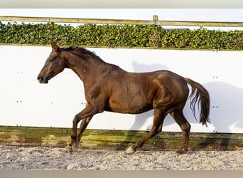 Hannoveraner, Stute, 17 Jahre, 166 cm, Dunkelbrauner