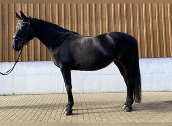 Hannoveraner, Stute, 17 Jahre, 166 cm, Schwarzbrauner