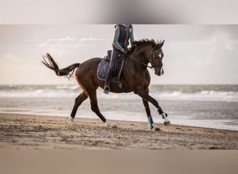 Hannoveraner, Stute, 17 Jahre, 167 cm, Brauner