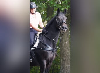 Hannoveraner, Stute, 17 Jahre, 167 cm, Schwarzbrauner