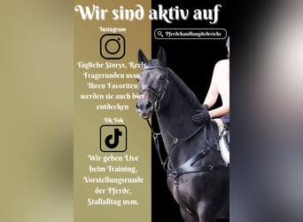 Hannoveraner, Stute, 17 Jahre, 167 cm, Schwarzbrauner