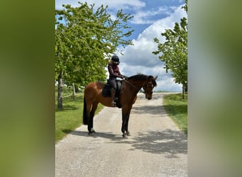 Hannoveraner, Stute, 17 Jahre, 168 cm, Brauner