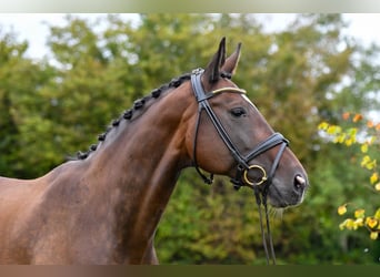 Hannoveraner, Stute, 17 Jahre, 168 cm, Brauner