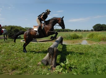 Hannoveraner, Stute, 17 Jahre, 168 cm, Brauner