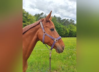 Hannoveraner, Stute, 17 Jahre, 168 cm, Fuchs