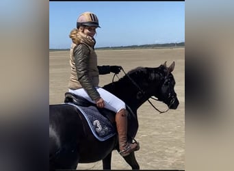 Hannoveraner, Stute, 17 Jahre, 169 cm, Rappe