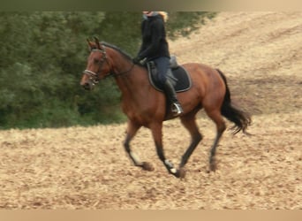 Hannoveraner, Stute, 17 Jahre, 170 cm, Brauner