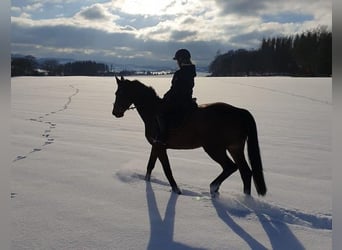Hannoveraner, Stute, 17 Jahre, 170 cm, Brauner