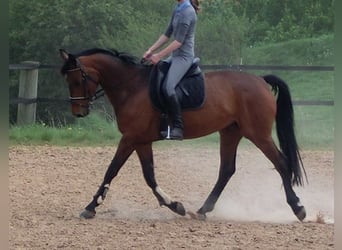 Hannoveraner, Stute, 17 Jahre, 170 cm, Brauner