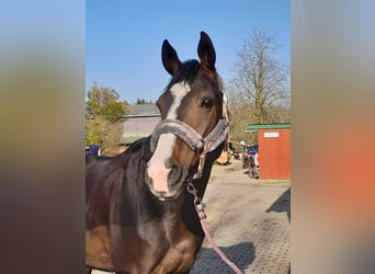 Hannoveraner, Stute, 17 Jahre, 170 cm, Dunkelbrauner