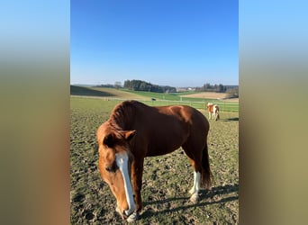 Hannoveraner, Stute, 17 Jahre, 170 cm, Fuchs