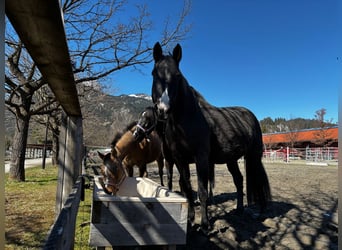 Hannoveraner, Stute, 17 Jahre, 172 cm, Dunkelbrauner