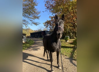 Hannoveraner, Stute, 17 Jahre, 173 cm, Brauner